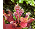 Sarracenia x alata x catesbaei