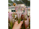 Sarracenia Leucophylla pink and purple pitchers,  vigorous and tall plant