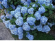 Никко блю/гортензия крупнолистная (Hydrangea macrophylla Nikko Blue)