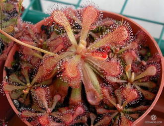 Drosera Coccicaulis - Drosera venusta, Drosera natalensis