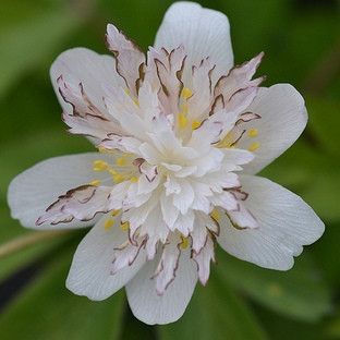 Anemone nemorosa Salt and Pepper