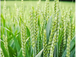 Классика семена озимой пшеницы