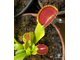 Dionaea muscipula Cupped trap