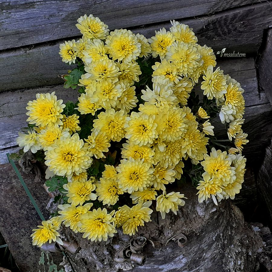 Chrysanthemum multiflora Bransound Lemon  Хризантема мультифлора Брансаунд Лемон