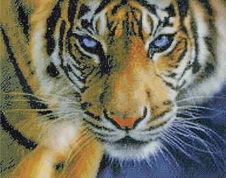 Голубоглазый тигр (35017)