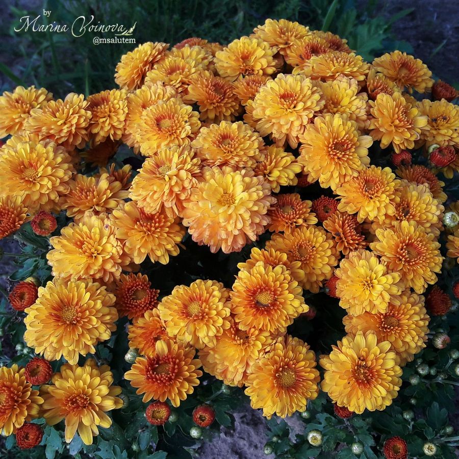 Chrysanthemum Branbeach Orange