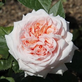 Стиль 800 (Stile '800), Ч/Г, Barni Стиль 800 (Stile '800), Ч/Г, Barni