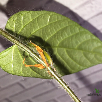 Ficus sp.(T25) aff villosa (big leaf) / фикус виллоза крупный лист