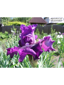 БРАЗИЛИАН САМБА(BRAZILIAN SAMBA)  Локтев*15