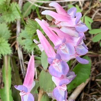 Corydalis solida ”Афина”