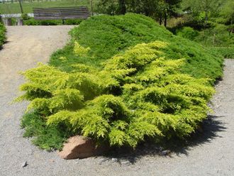 Можжевельник средний Олд Голд (Juniperus x pfitzeriana Old Gold)