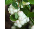 Снежноягодник белый(Symphoricarpos albus)