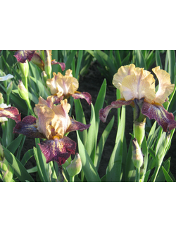 СКАЗОЧНЫЙ МИР Локтев '08