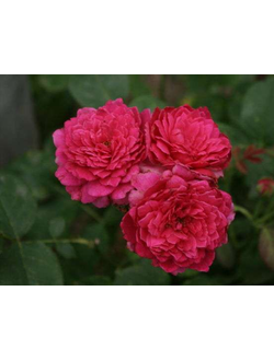 Софи Роуз (Sophy’s Rose (AUSlot)) роза