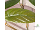 Ficus sp.(T25) aff villosa (big leaf) / фикус виллоза крупный лист