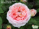 2284 Весна2024 Англ. Абрахам Дэрби Abraham Darby