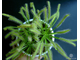 Drosera Capensis Alba