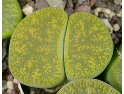 Lithops lesliei 'Albinica' C036A (Чехия) - 10 семян