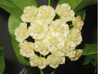 Hoya narcissiflora