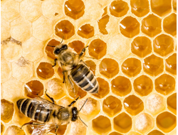Мёда (пчелиных сот) абсолют 2 г