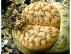 Lithops gracilideliniata (Литопс грацилиделиниата)