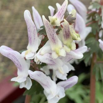 Corydalis solida &quot;Голубка»