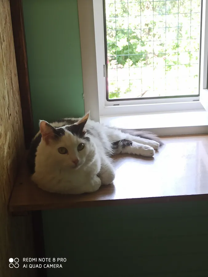 Просто Платон