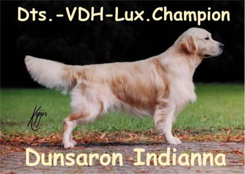 Ch. Dunsaron Indianna - голден ретривер