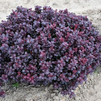 Барбарис тунберга Конкорд (Berberis thunbergii Concorde)  3л