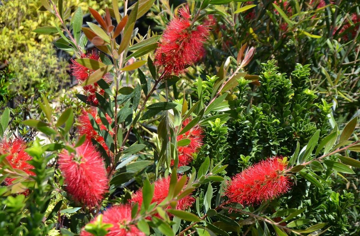Callistemon sieberi - Каллистемон Зибера: купить 10 семян с доставкой на Tropics