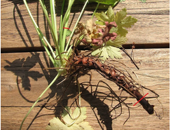 ЗДРАВЕЦ ЭФИРНОЕ МАСЛО (Корни)