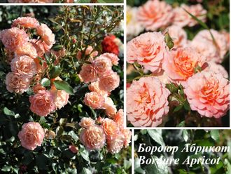 Розы Флорибунда - сорт Бордюр Абрикот (Bordure Apricot).