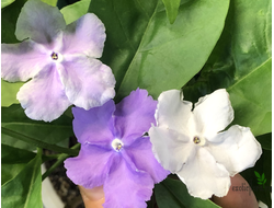 Brunfelsia Australis