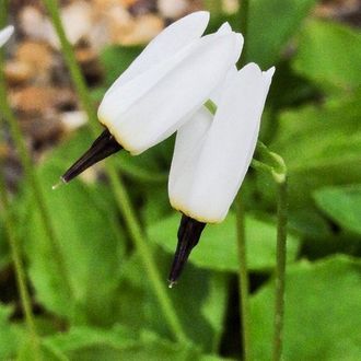 Dodecadeon dentatum ssp.dentatum