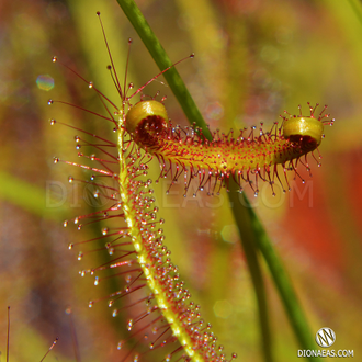 Drosera "Binata Extrema Multifida"