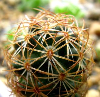 Coryphantha radians (Bercht)