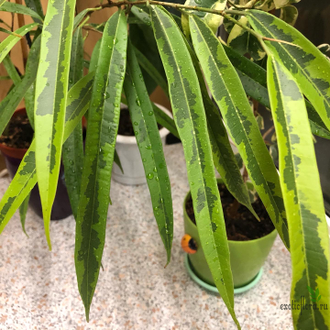 Ficus  binnendijkii Ali Green Gold / фикус али грин голд