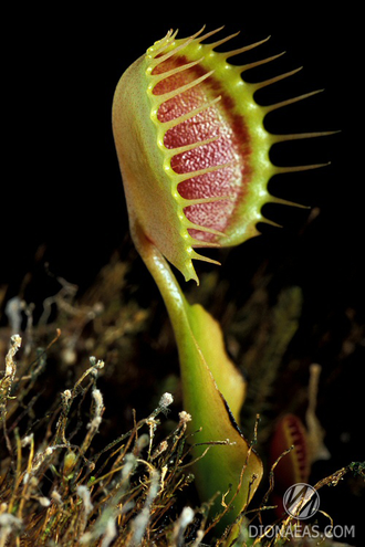 Dionaea muscipula Cupped trap