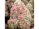 Мэджикал Кэндл гортензия метельчатая (Hydrangea paniculata `Magical Candle`)