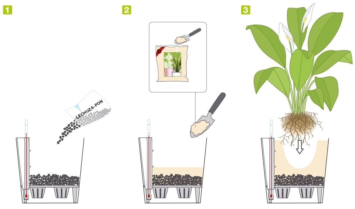 Этапы посадки растения в кашпо с автополивом Лечуза
