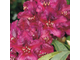 Кали рододендрон гибридный  (Rhododendron hybrid Kali)