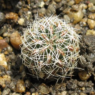 Sulcorebutia hertusii VZ 052c