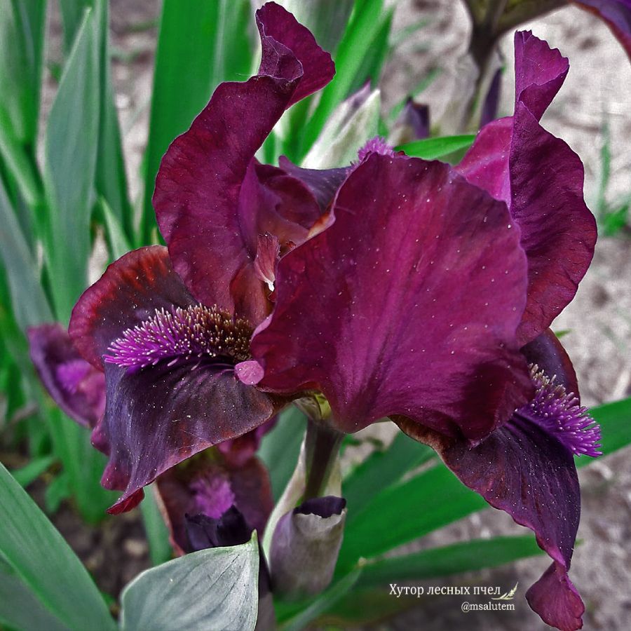 Ирис Cherry Garden  Iris Вишневый сад