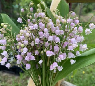 Convallaria majalis var. rosea 10 штук