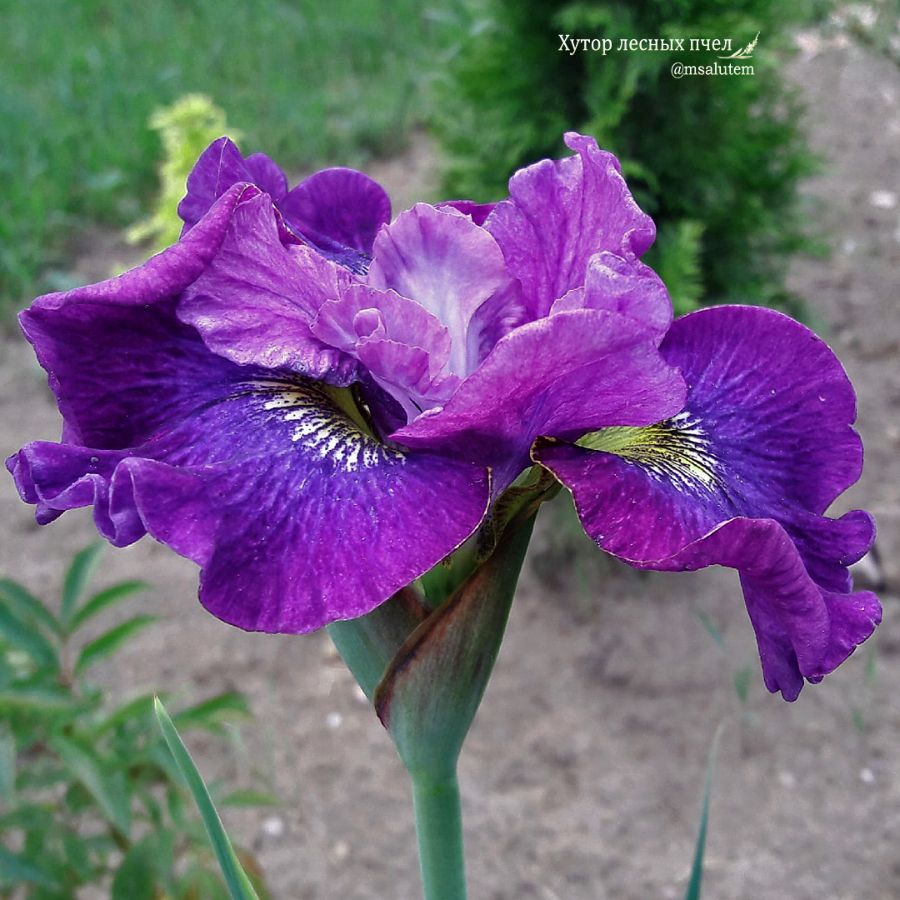 Iris sibirica Ruffles and Flourishes