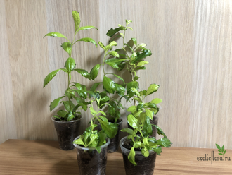 Duranta erecta Green and Gold/ Дуранта Грин Голд