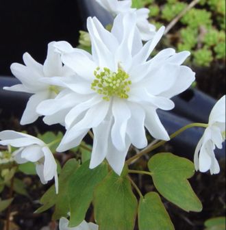 Anemonella thalictroides “White Spray”