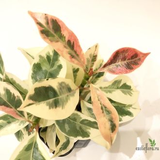 Ficus elastica cv. 'Melany' variegata / Фикус Эластика «Мелани» вариегатный