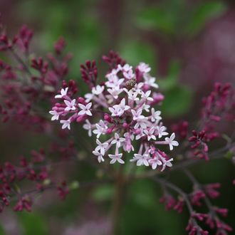 Ред Пикси сирень Мейера  (Syringa meyeri «Red Pixie»(30-50/3-5л)