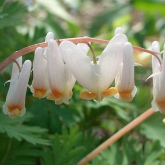 Dicentra cucullaria Питтсбург